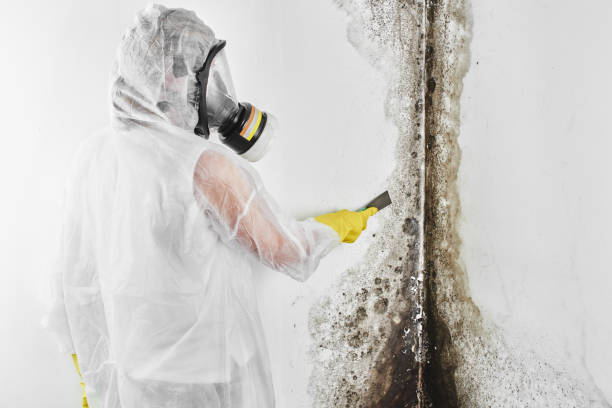 Best Emergency Mold Remediation in Bellevue, MI